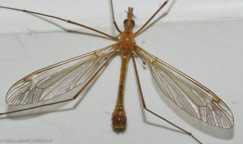 Réf. 198 081 : Tipula sp.